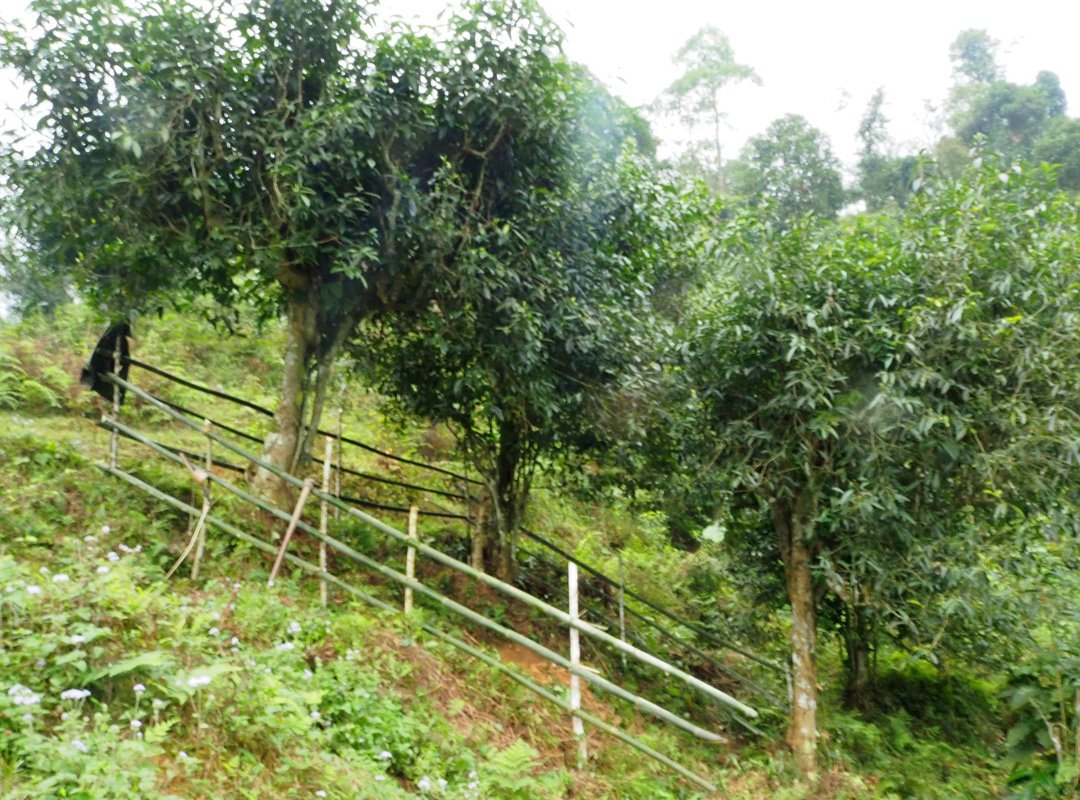 Bảo tồn cây chè cổ thụ tại thôn Thác Tăng Cao Bồ Hà Giang