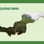 Vùng chè Quảng Ninh