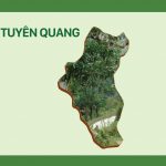 Vùng chè Tuyên Quang