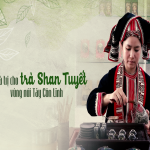 Nâng giá trị cho trà Shan Tuyết vùng núi Tây Côn Lĩnh