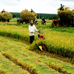 Các chuyên đề về chính sách phát triển nông nghiệp và nông thôn - Bài 1