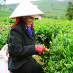Việt Nam dẫn đầu về xuất khẩu trà sang Đài Loan