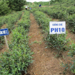 Nghiệm thu xuất sắc dự án: Thâm canh chè VIETGAP tại Thái Nguyên