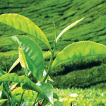 Pure Ceylon Tea: true sustainability Part II