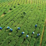 Ông Chuang 30 năm trồng trà Oolong ở Đà Lạt