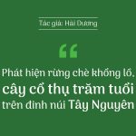 Phát hiện rừng chè khổng lồ, cây cổ thụ trăm tuổi trên đỉnh núi Tây Nguyên